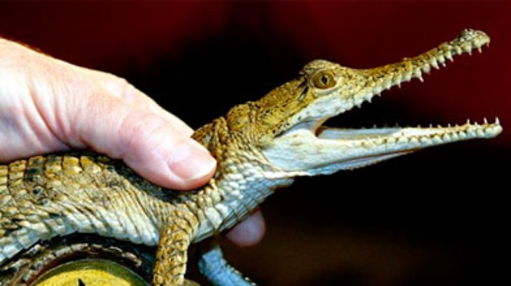 Немецкому зоопарку пришлось переименовать крокодила Фиделя