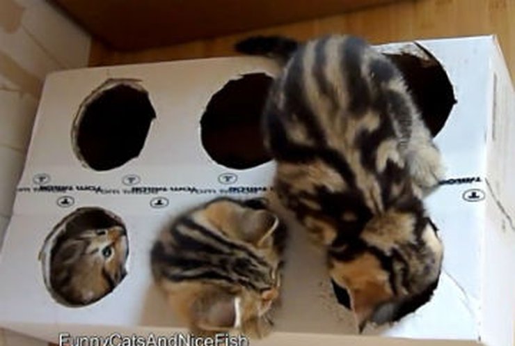 Котята играются с коробкой