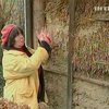 В Черновцах семья физиков построила эко-дом из соломы