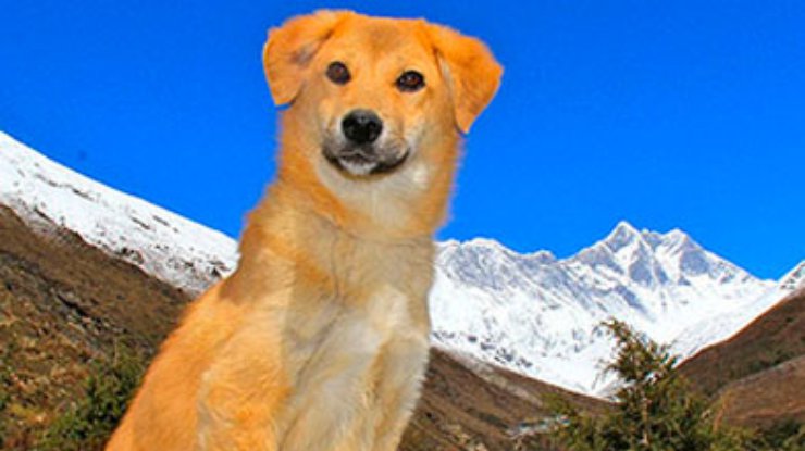 Подобранный путешественницей пес побывал на Эвересте