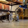 Видеогайд: Как увлечь котят шваброй