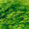 В канадском доме престарелых нашли кусты марихуаны