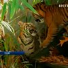 В зоопарке Вашингтона впервые показали суматранских тигрят