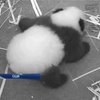 В Вашингтоне сняли на видео первые шаги детеныша панды