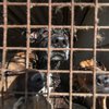 Львовские коммунальщики садистски забивали собак, а иногда возвращали за выкуп