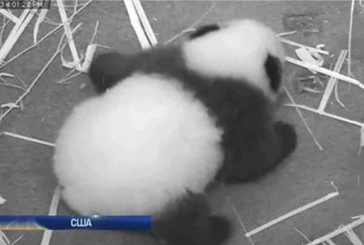 В Вашингтоне сняли на видео первые шаги детеныша панды