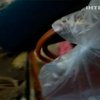 В Черновицкой области накрыли цех, в котором шили сумочки от "Гуччи"