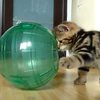 Пушистый котенок играет в космонавта