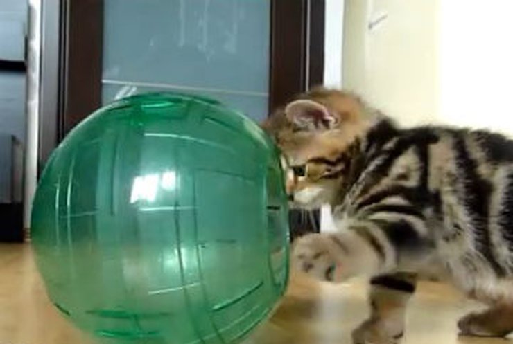 Пушистый котенок играет в космонавта