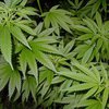 На Львовщине у пенсионерки нашли 30 килограммов марихуаны
