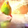 В сети появился ролик об эпичном попугае, изображающем героев голливудских фильмов
