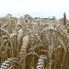 Сумщина собрала рекордный урожай зерновых