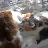 Кошка спасает собрата от прыжка из окна