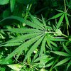 Марихуана оказалась эффективным средством в лечении склероза и диабета