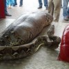 Питон проглотил уснувшего у магазина пьяного индуса