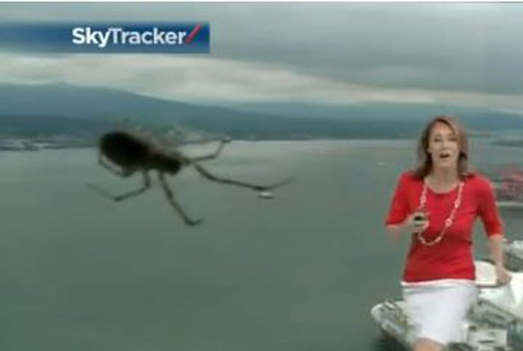 Канадскую ведущую прогноза погоды испугал гигантский паук в студии
