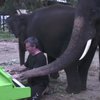 Слоны подыграли британскому пианисту