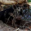 В Австралии поставят памятник свинье, пойманной на краже пива