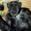 Зоозащитники попросили признать 26-летнего шимпанзе личностью