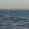 На Каховском водохранилище обнаружили тела двух мужчин