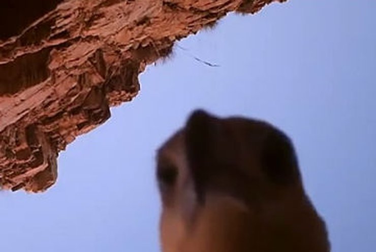 Австралийский орлан записался в видеоблогеры