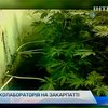 Житель Закарпатья устроил нарколабораторию по выращиванию конопли