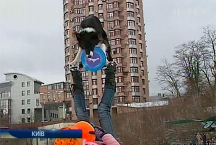 В Украине прошли соревнования по собачьему фрисби