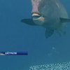 Близ Большого Барьерного рифа открыли подводную арт-выставку