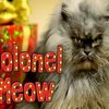 В Голливуде представили рождественский кошачий клип