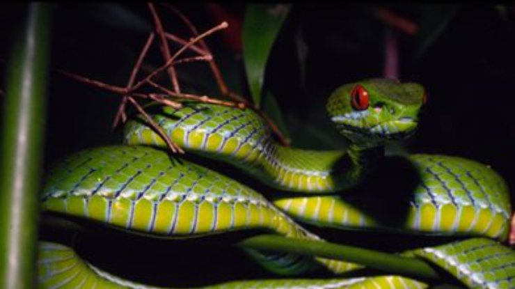 Из яда змеи создали лекарство против инсульта