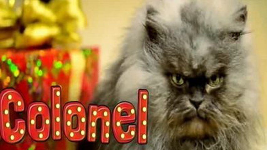 В Голливуде представили рождественский кошачий клип
