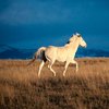 В Эфиопии нашли неизвестного науке предка лошадей