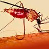 ДНК малярийного паразита подсказала ученым, как победить болезнь