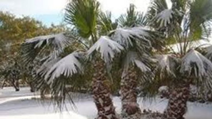 В пригороде столицы Египта выпал редкий для этих мест снег