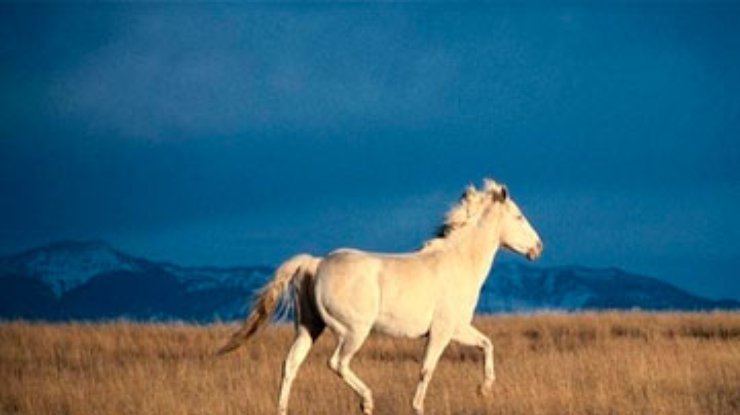 В Эфиопии нашли неизвестного науке предка лошадей