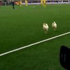 Бельгийские фанаты сменили файера на куриц