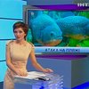 В Аргентине косяк хищных рыб искусал около 40 отдыхающих