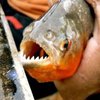 Хищные рыбы в Аргентине искусали 40 человек