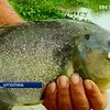 В Аргентине хищные рыбы напали на людей
