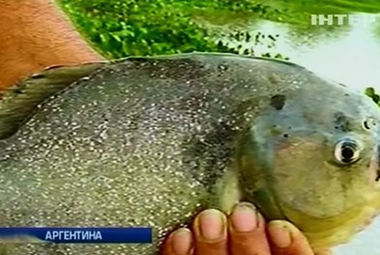 В Аргентине хищные рыбы напали на людей