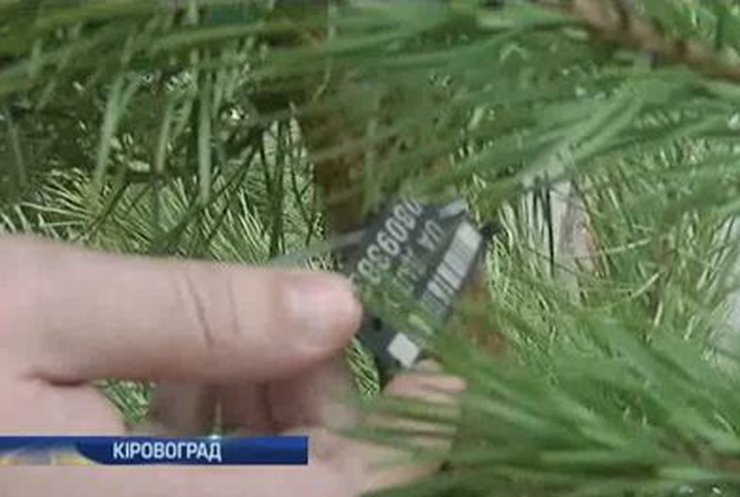 В Кировограде экологи оштрафовали продавцов нелегальных елок