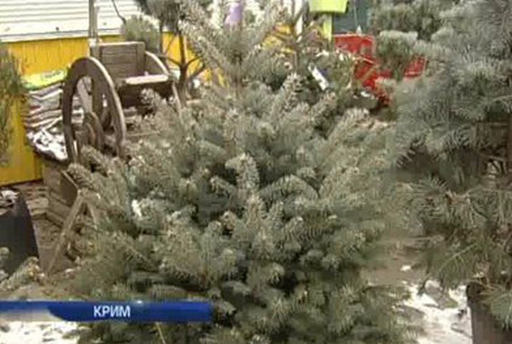 В Ялте елки будут выдавать на прокат