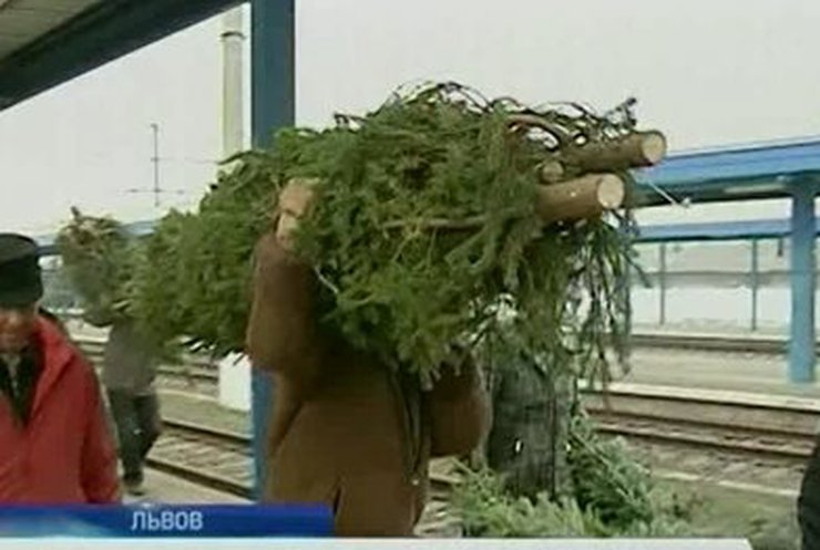 Львовская милиция провела массовую конфискацию незаконно срубленных елок