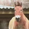По китайскому календарю символом 2014 года станет лошадь