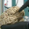 Житель США торговал ворованными мозгами по интернету