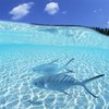 Морская рыба продлевает молодость, - ученые