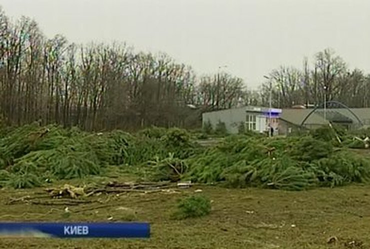 В Киеве посреди улиц валяются не распроданные елки