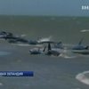 На берег Новой Зеландии выбросились 39 дельфинов