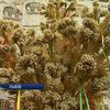 Львовяне установили рождественского Дидуха