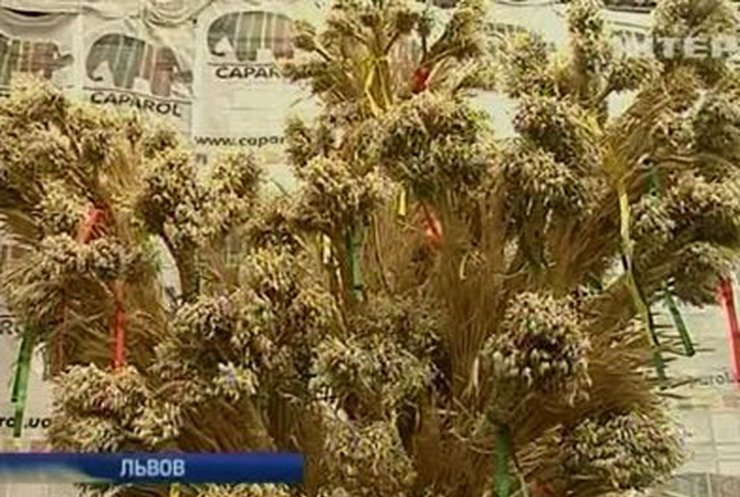 Львовяне установили рождественского Дидуха